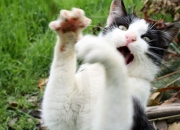 雷火电竞入驻-蒂亚戈的三百六十四次触碰，与最后一秒的绝杀音符