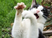 雷火电竞入驻-蒂亚戈的三百六十四次触碰，与最后一秒的绝杀音符