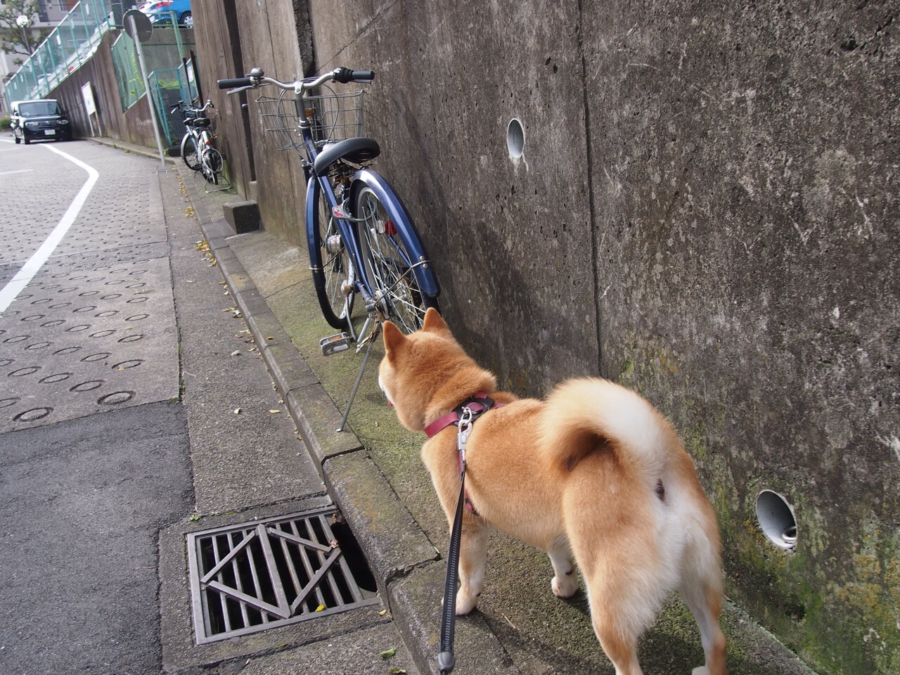 雷霆撕裂北境，贝恩生死时刻接管西决，率队硬仗破猛龙